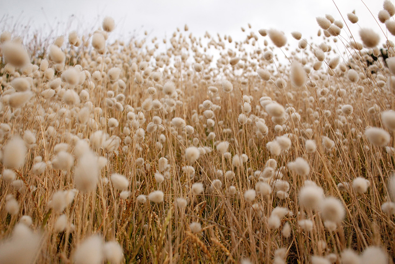 Symbolbild: Feld mit zahlreichen Gräsern